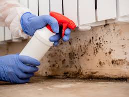 Best Mold Damage Restoration  in Dunkirk, NY